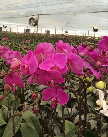 Lan hồ điệp mã P15