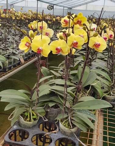 Lan hồ điệp mã Y07