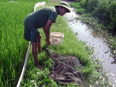 Thu nhập khá từ bán tôm cá bắt bằng lưới bát quái