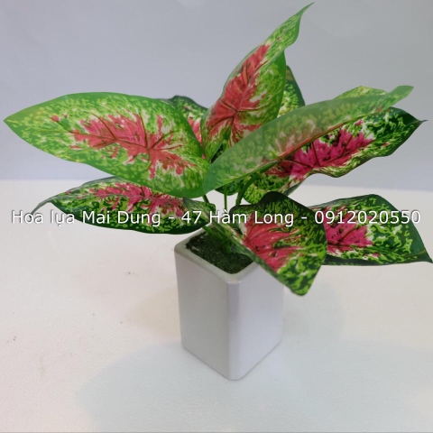 Chậu nhỏ 2