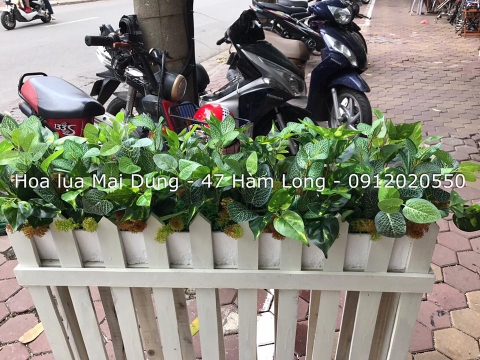 Bồn hoa 2