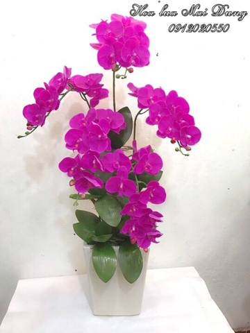 Lan hồ điệp 3