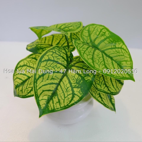 Chậu nhỏ 4