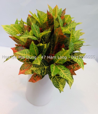 Chậu nhỏ 5