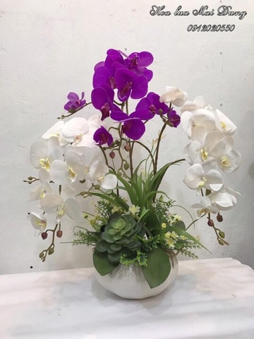 Lan hồ điệp 5