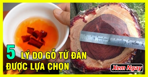 5 Lý do khiến Vòng Gỗ Tử Đàn Ấn Độ được nhiều người lựa chọn