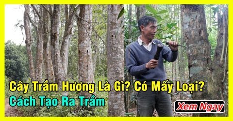 Cây trầm hương là gì? Có mấy loại? Cách tạo ra trầm hương