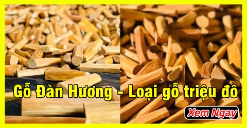 Gỗ đàn hương - loại gỗ triệu đô được giới siêu giàu săn lùng