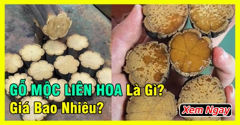 Gỗ Mộc Liên Hoa Là Gỗ Gì? Có Giá Bao Nhiêu | Vòng Gỗ Mộc Liên Hoa Có Tác Dụng Gì?