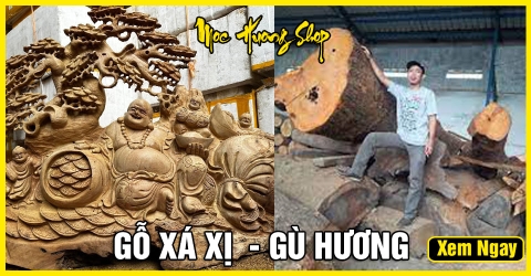 Gỗ Xá Xị - Gù Hương là gì? Cách nhận biết, Nguồn gốc, Giá bán