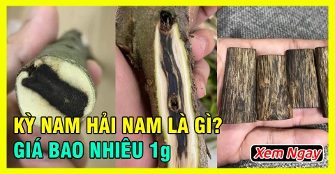 Kỳ nam Hải Nam là gì | Có giá bao nhiêu 1 gram?