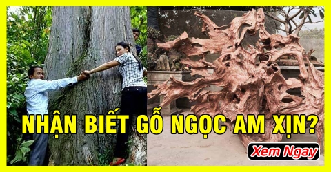 Cách nhận biết gỗ ngọc am hà giang xịn từ chuyên gia