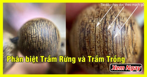 Phân biệt Trầm Hương Rừng và Trầm Hương Trồng đơn giản