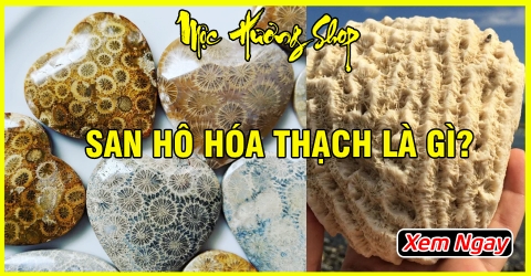 San hô hóa thạch là gì? Nguồn gốc, Công dụng và Giá bán?