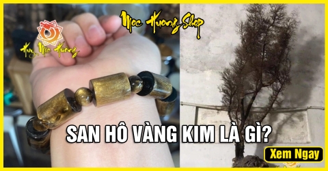 San Hô Vàng Ánh Kim là gì? Công dụng, Giá, Cách nhận biết