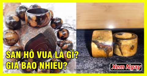 San Hô Vua là gì? giá bao nhiêu? công dụng và cách bảo quản