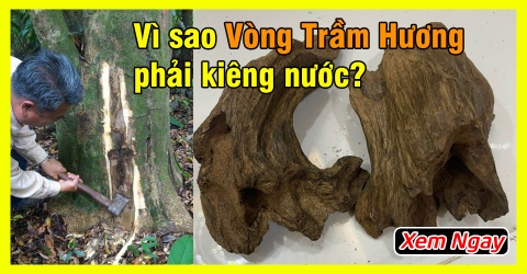 Tại sao Vòng Gỗ Trầm Hương lại phải kiêng nước?