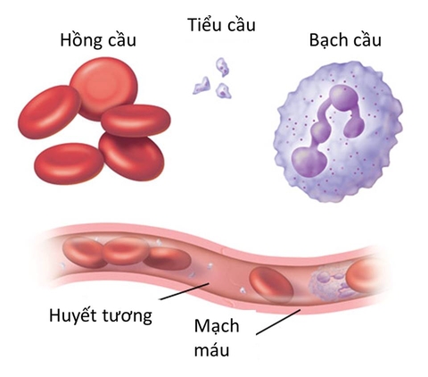 ton-thuong-huyet-hoc-he-tao-mau-o-benh-nhan-lupus-ban-do-he-thong