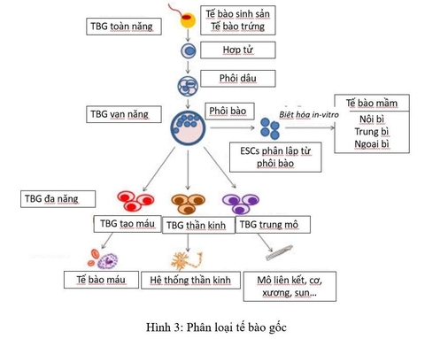 te-bao-goc-va-y-hoc-tai-tao