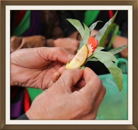 Trầu Têm Cánh Phượng