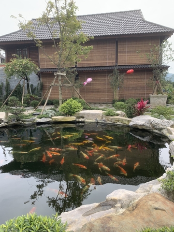 Mành Trúc Đẹp