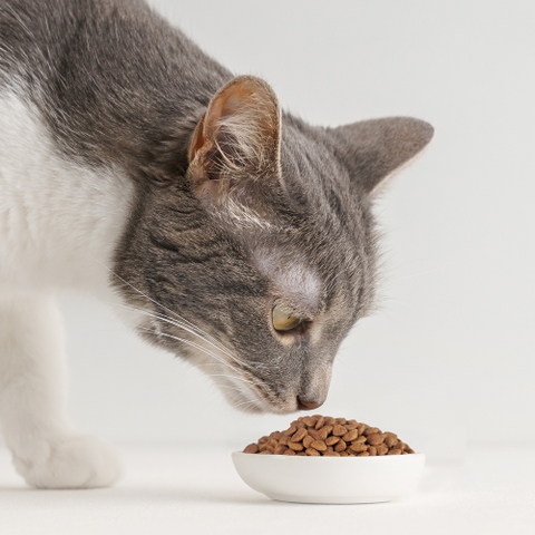 Thức ăn mèo Catsrang chính hãng Hàn Quốc cho mèo mọi lứa tuổi https://petshopvinh.vn/