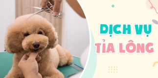 Dịch vụ tỉa lông cho chó mèo