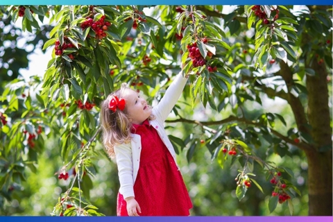 Lễ Hội Cherry: Hãy Đến Úc Để Thưởng Thức Vị Ngọt Ngào Của Mùa Hè!