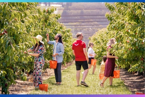Khám Phá Vườn Cherry Ngọt Ngào Nhất Melbourne Cùng M.A.I TRAVEL