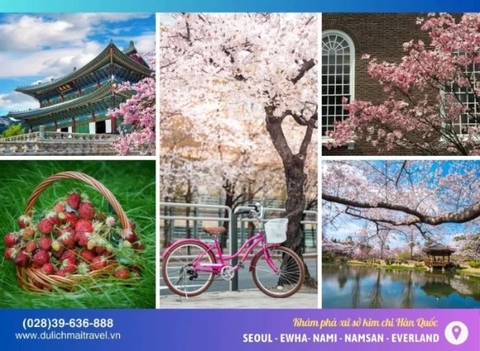 TOUR HÀN QUỐC MÙA HOA ANH ĐÀO 5N4D | Seoul - Hái Trái Cây - Nam San- Đại Hoc Ewha - Lotteworld - Starfield