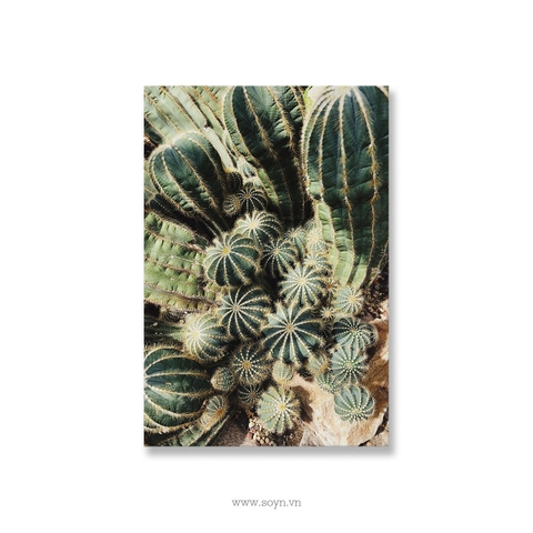 Tranh Hoa xương rồng, Cactus, Flower, Tropical, Soyn S0243