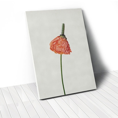 Tranh canvas Poppy Flower 1