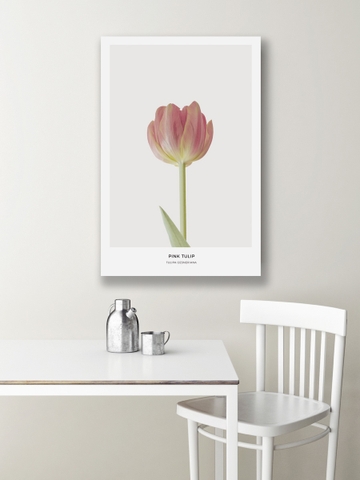 Tranh canvas Pink Tulip Flower