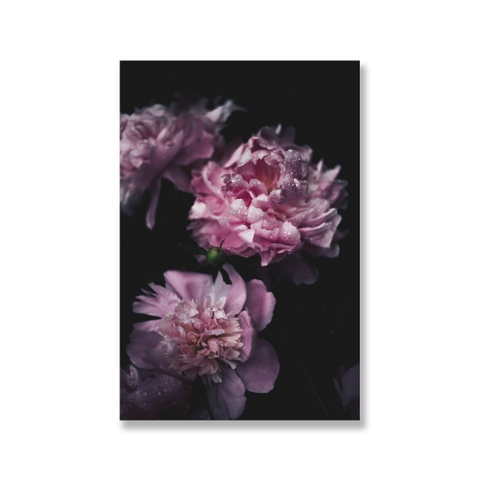 Tranh Peony, pink, beauty, flower