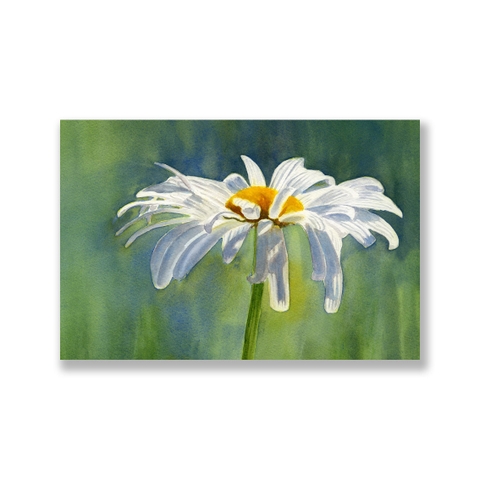 Tranh White daisy flower painting S0220