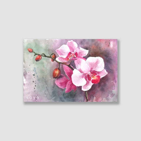 Tranh Orchid flowers watercolor S0229