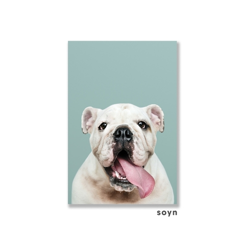 Tranh canvas Bull Dog, Anial, Funny, Soyn SN0113