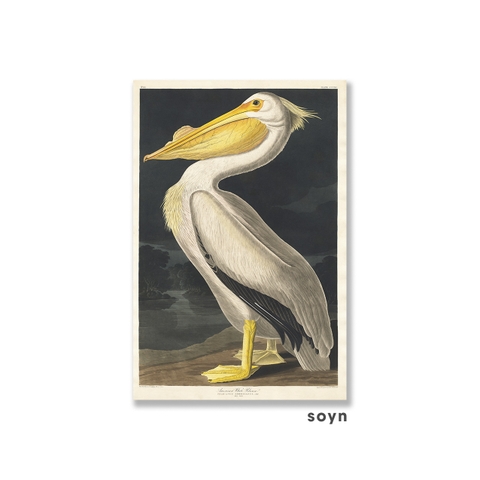 Tranh canvas The birds of America, Soyn SN0116