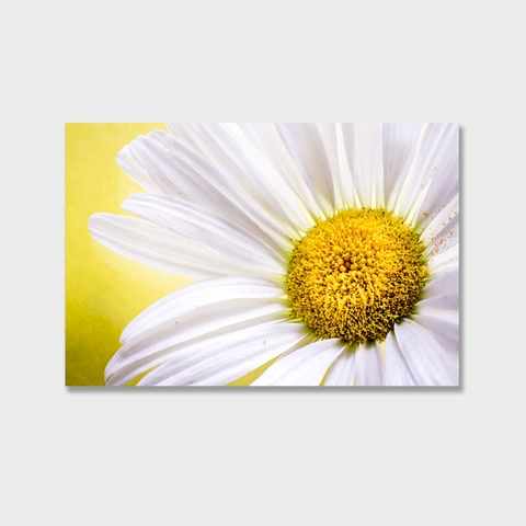 Tranh White Daisy flower, yellow