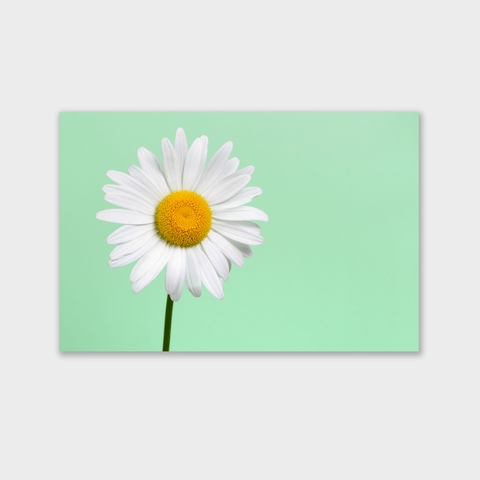 Tranh Daisy flower 02