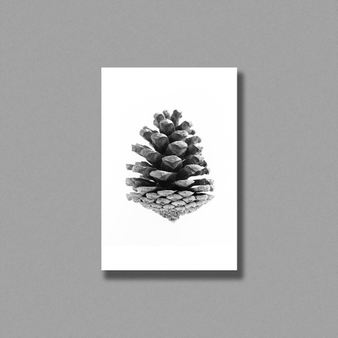 Tranh Pinecone