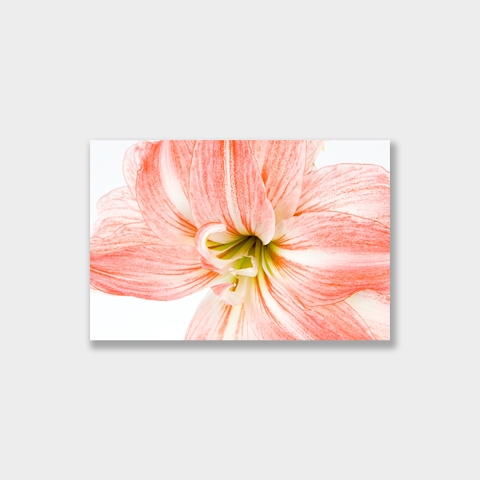 Tranh Lily flower
