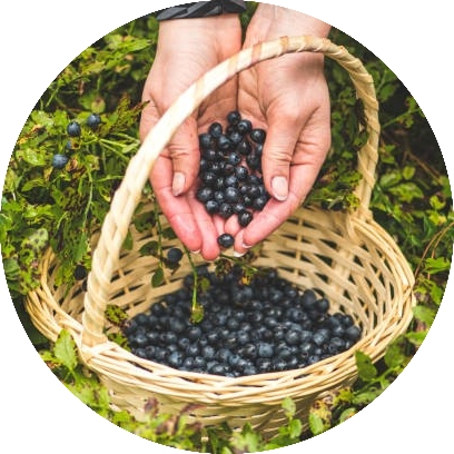 Nghiên cứu mới cho thấy trái việt quất dại có lợi cho sức khỏe tim mạch và đường ruột