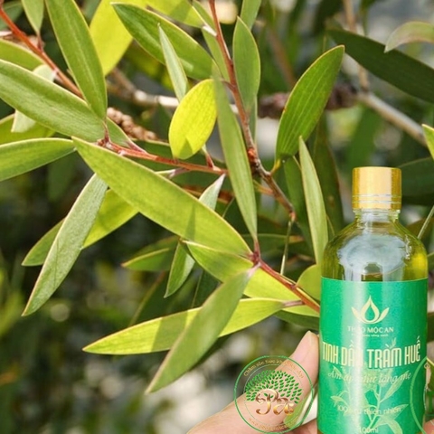 Dầu Tràm Huế