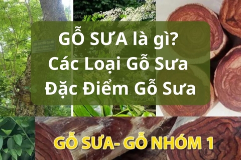 GỖ SƯA là gì? Các loại gỗ sưa? Đặc điểm đặc biệt của cây gỗ sưa