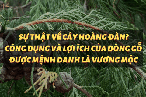 SỰ THẬT VỀ CÂY HOÀNG ĐÀN? CÔNG DỤNG VÀ LỢI ÍCH CỦA DÒNG GỖ ĐƯỢC MỆNH DANH LÀ VƯƠNG MỘC