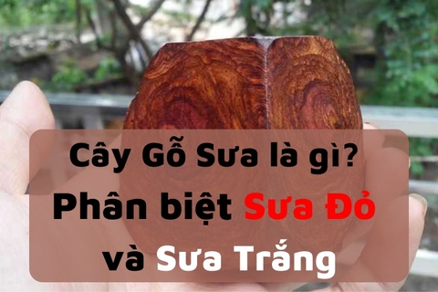 Cây Gỗ Sưa là gì? Có mấy loại? Phân biệt Sưa Đỏ và Sưa Trắng