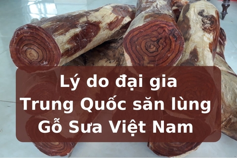 Lý do các thương lái Trung Quốc sang Việt Nam săn lùng Gỗ Sưa