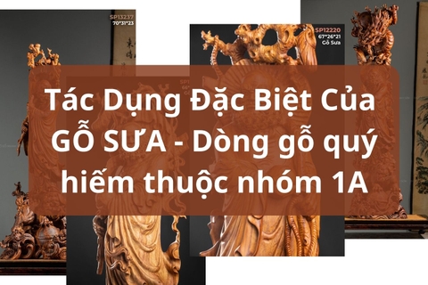 Tác dụng đặc biệt của gỗ sưa - dòng gỗ quý hiếm thuộc nhóm 1A