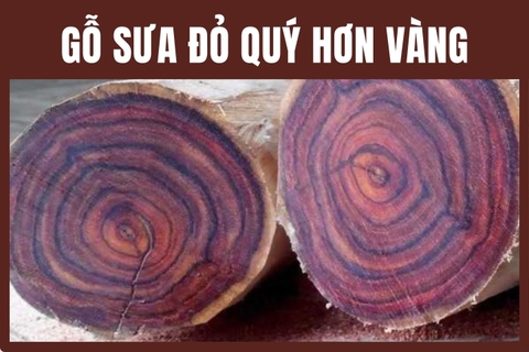 Gỗ Sưa có gì đặc biệt mà quý hơn Vàng